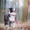 Small dog leash small dog new Generation Medium automated hook leash for dog Walking 6