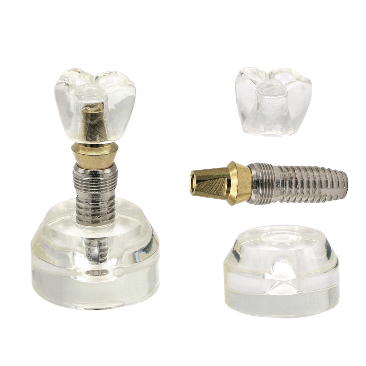 

Dental Implant Teeth Model Dentistry Resins For Dentistry Teaching Model Demo Tooth Crown Base Dentists Goods