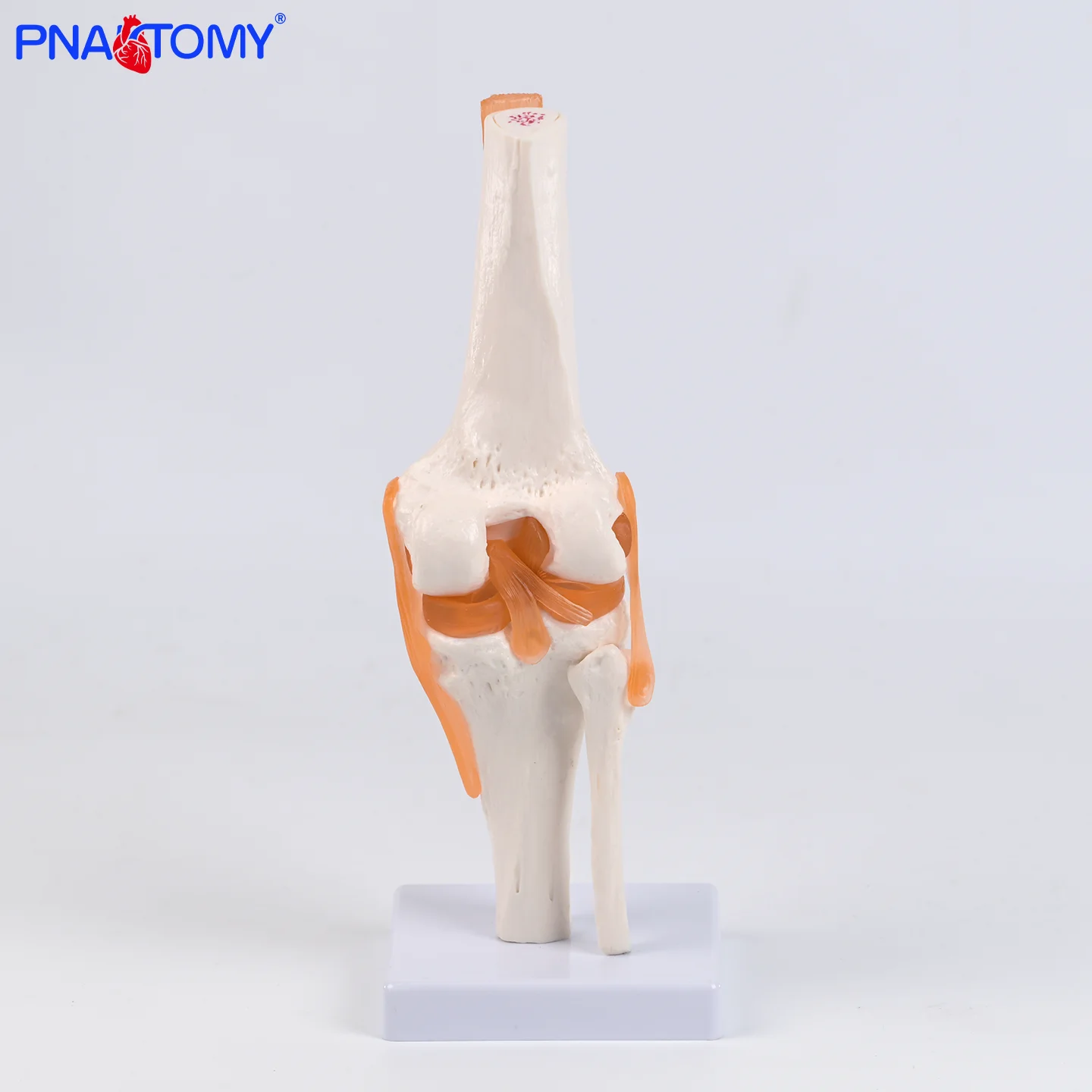 Life-Size Knee Joint Model 6