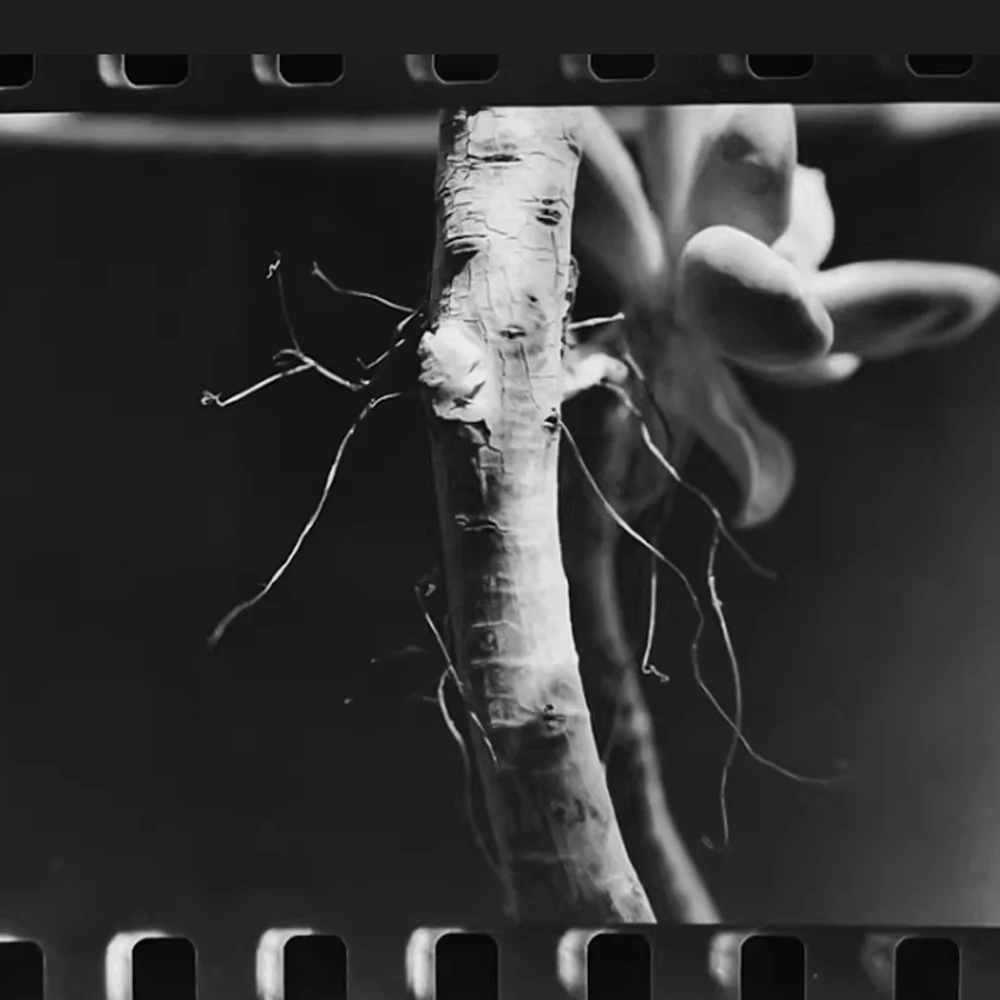 LUCKY 흑백 필름 30.5 미터 디스크, 클리어 및 고해상도, 만료일 2027, 135mm, SHD400