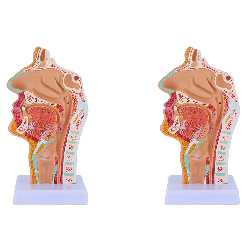 

2X Nasal Cavity Throat Anatomy Model Human Anatomical Pharynx Larynx Model For Students Study Display Teaching