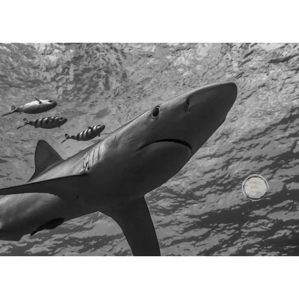Great White Shark Ocean Giants Canvas Art - Nature Wall Decor Poster