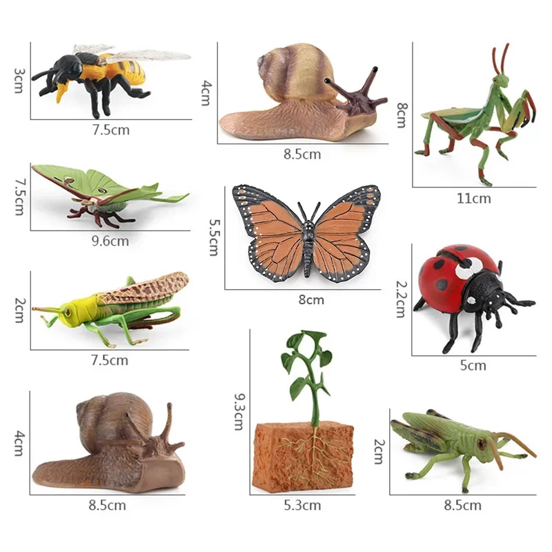 Simulated small animal model toy growth life cycle frog turtle chicken Montessori kindergarten teaching aids 6