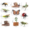 Simulated small animal model toy growth life cycle frog turtle chicken Montessori kindergarten teaching aids 6