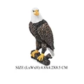 Bald Eagle -1