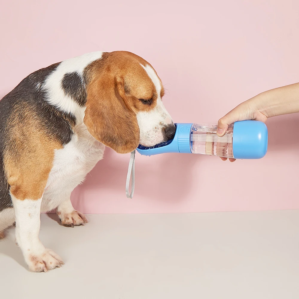 Por que os animais de estimação gostam de beber água corrente? |  Furbulouspet.eu, image size:1000x1000