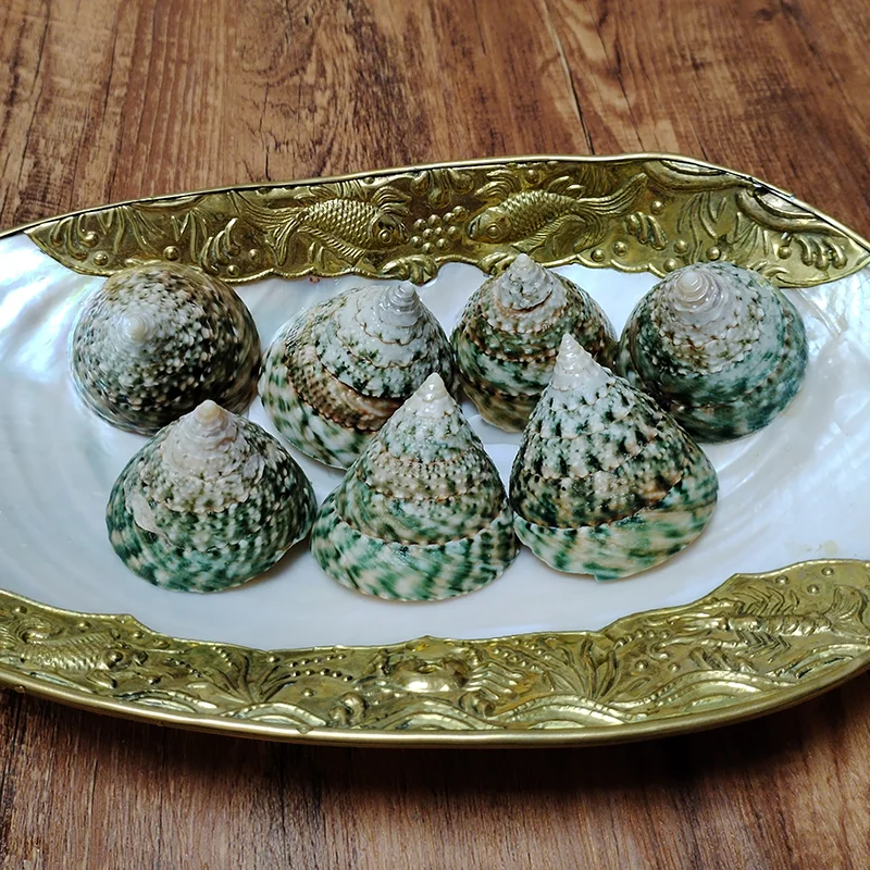 3 PCS Pyramid Top Shells, Green Top Snail Natural Tectus Pyramis Sea Shells Specimen Collectibles Fish Tank Aquarium Landscape