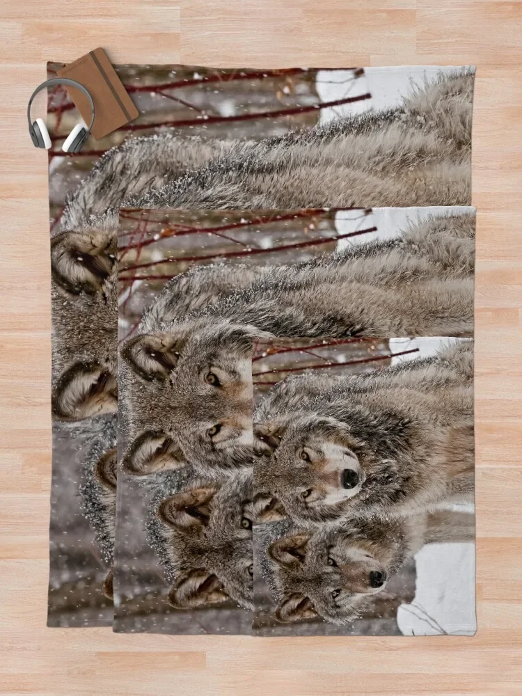 ���� ���� �� ������ ���, �߷�Ÿ�� ���� ���̵��, ��ũ�� �ڽ����� �ִϸ��̼� ����� �� �ʼ�ǰ ���