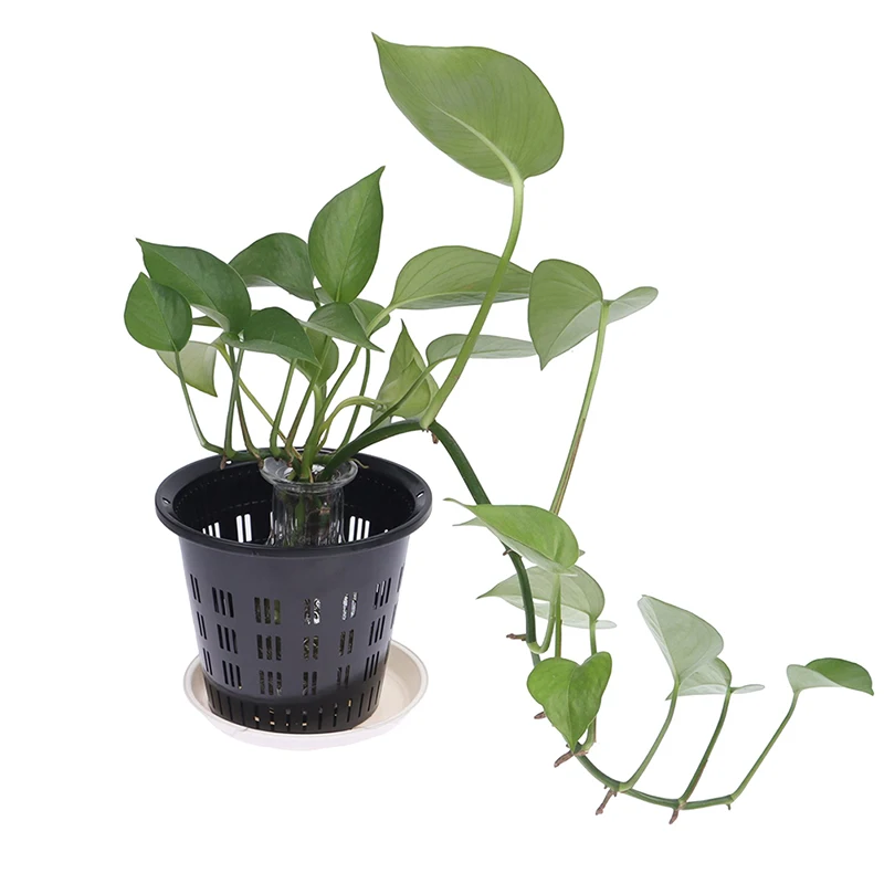 RANRAO Vaso trasparente per orchidee, vaso da fiori da 17,8