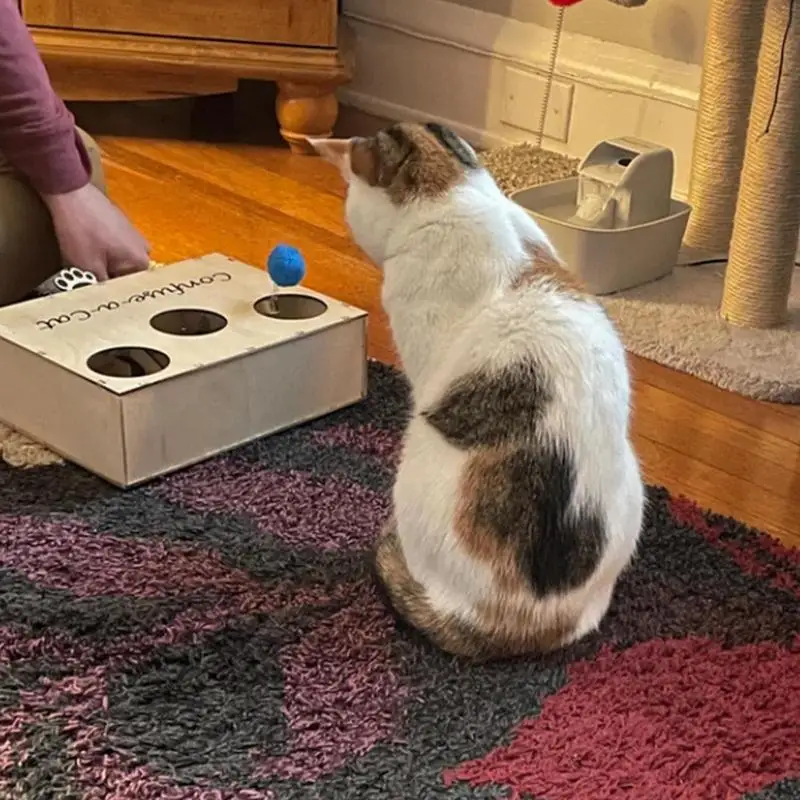 

Cat Hunting Box Toy Confuse A Cat Box Wood Cat Hunting Box Puzzle Toy For Enrichment Natural Interactive Play Kitten Supplies