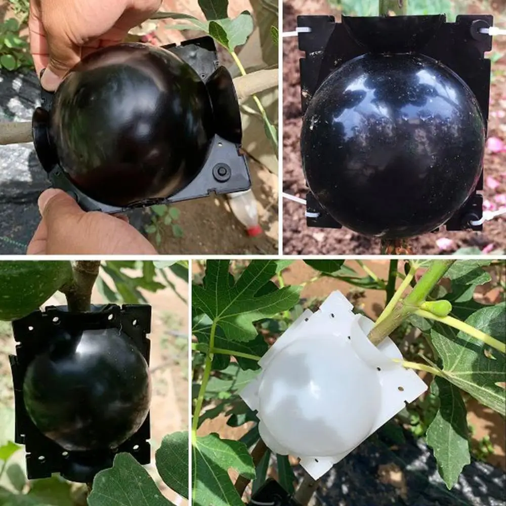 Plant Root Growing Box 5pcs(5/8/12cm) Plant Rooting Ball Grafting Rooting Growing Box Breeding Case Plant Root Growing Box For Garden 5/8cm In Diameter