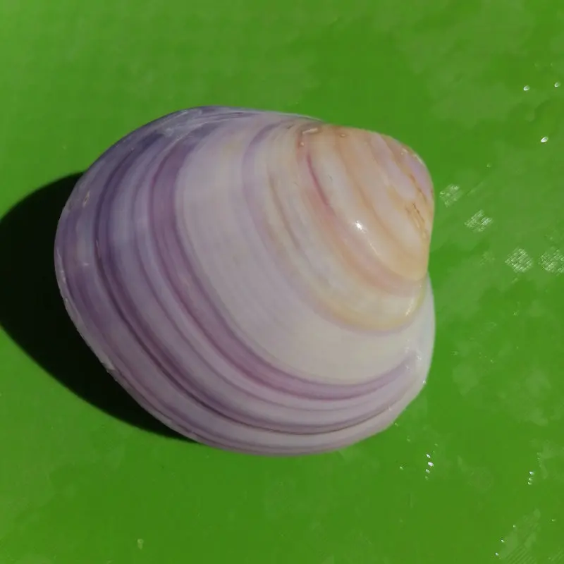 1PC 천연 보라색 조개 껍질 이중 껍질 어항 장식 공예품 웨딩 장식 바다 보석