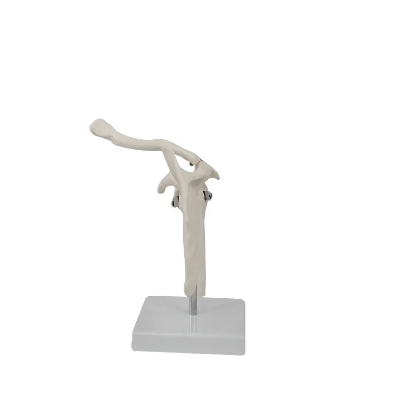 Human Functional Shoulder Joint Anatomy Model Medical Science Teaching Resources Dropshipping
