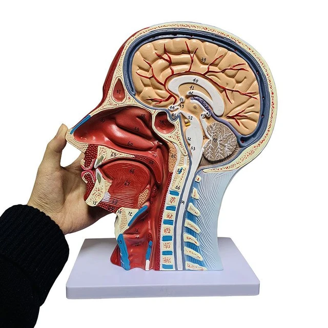 human skull anatomy with muscles