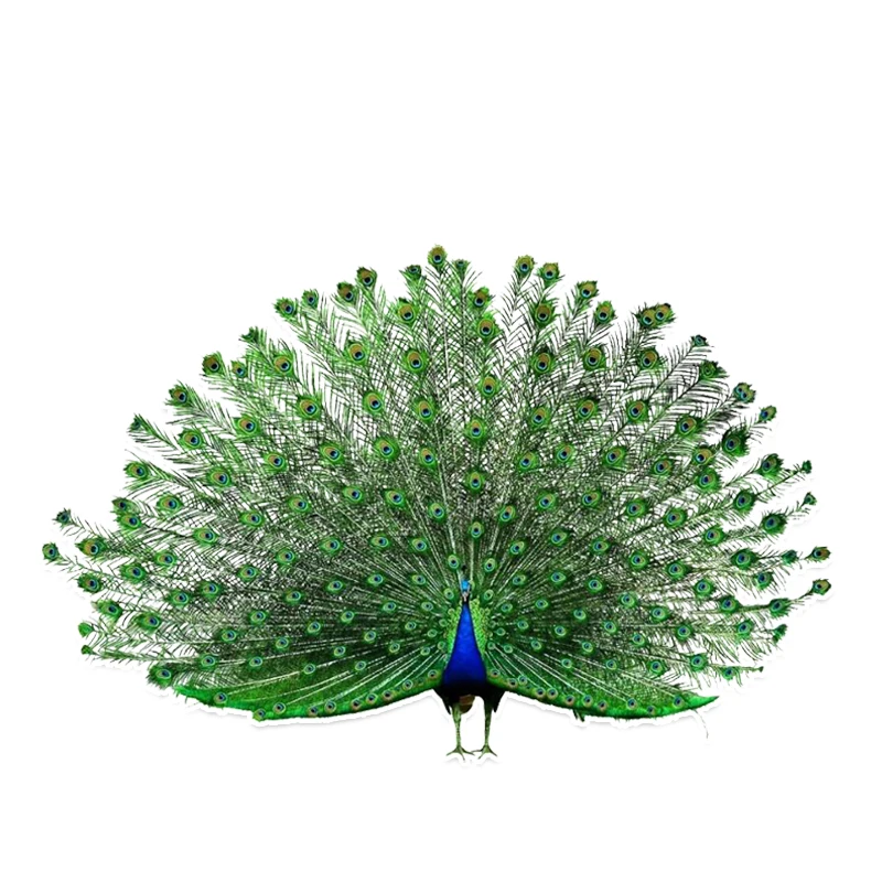 

M504# Cool Birds Colored Peacock Decor Car Sticker Graphic Personalized Car Accessories Decor Pegatinas Para Coches