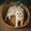 OUZEY Rattan Weaving Basket For Cat Comfortable Sleeping Pet Dog Bed Summer Cool Weave Cat House Donut Round Kitten Puppy Bed 4
