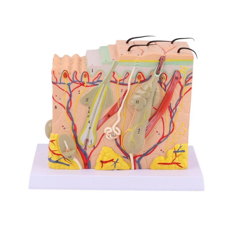 

70-кратная модель кожи, структура человеческой кожи, модель, иерархическая структура кожи, увеличительное искусство кожи