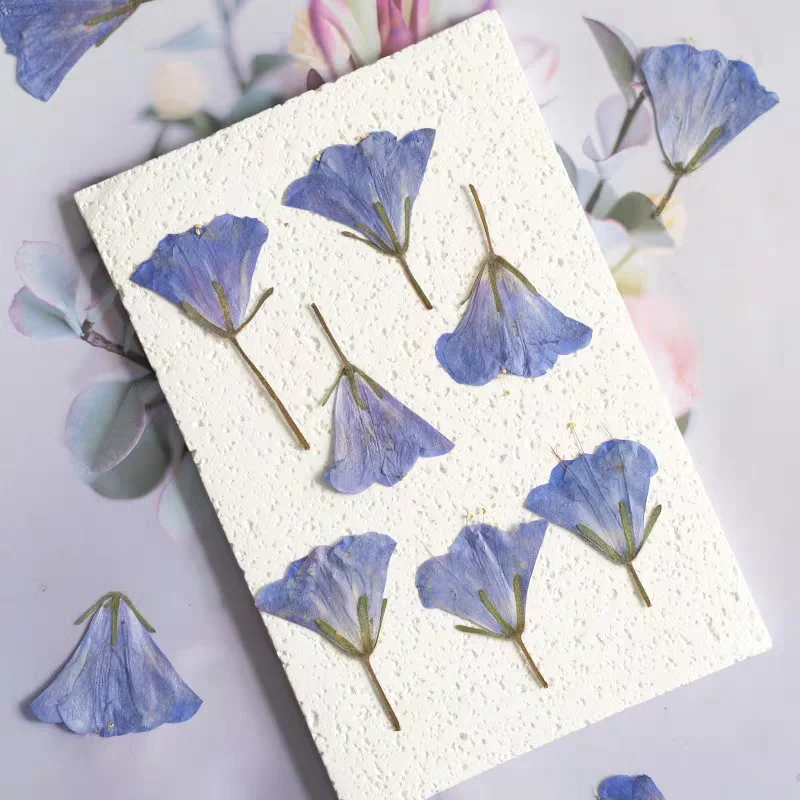 누르면 측면 건조 BlueBell Hyacinthoides 꽃 식물 표본 상자 보석 엽서 책갈피 프레임 전화 케이스 초대장 카드 DIY
