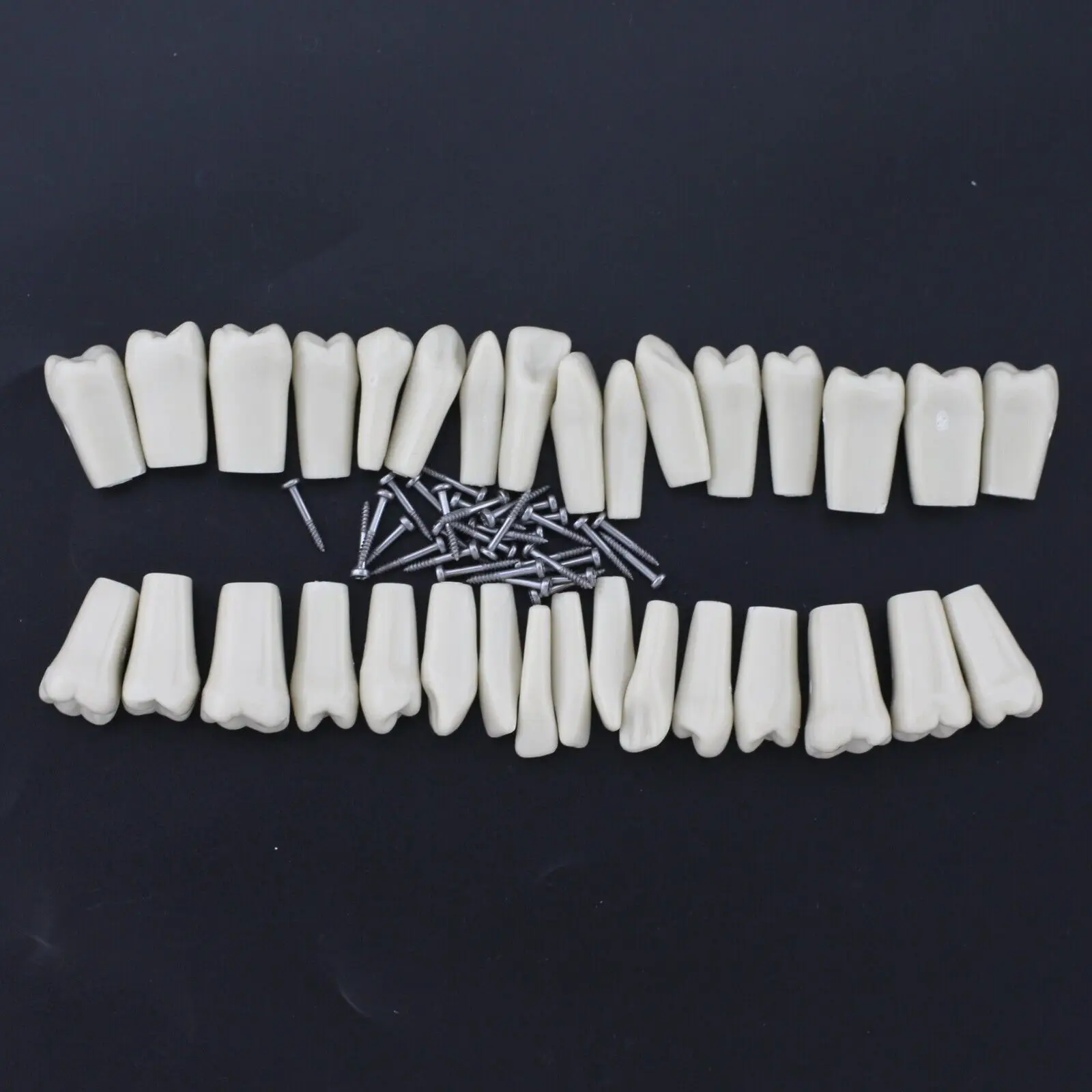 

Columbia 860 10pcs/lot Individual Dental Typodont Teeth Replacement Tooth