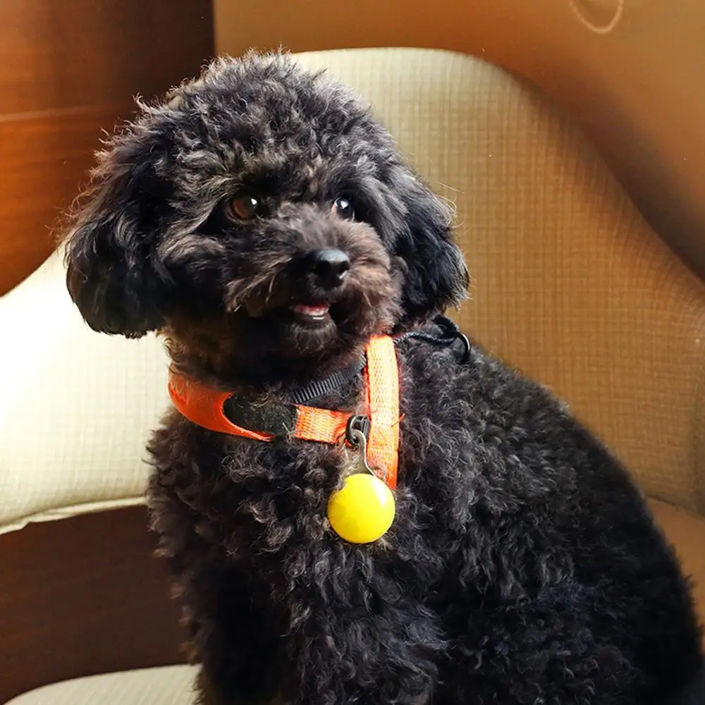 Cute Pet Night Safety LED Flashlight Collar Dog Guide Lights Glowing Pendant Necklace Pet Luminous Bright Glowing Collar Dark