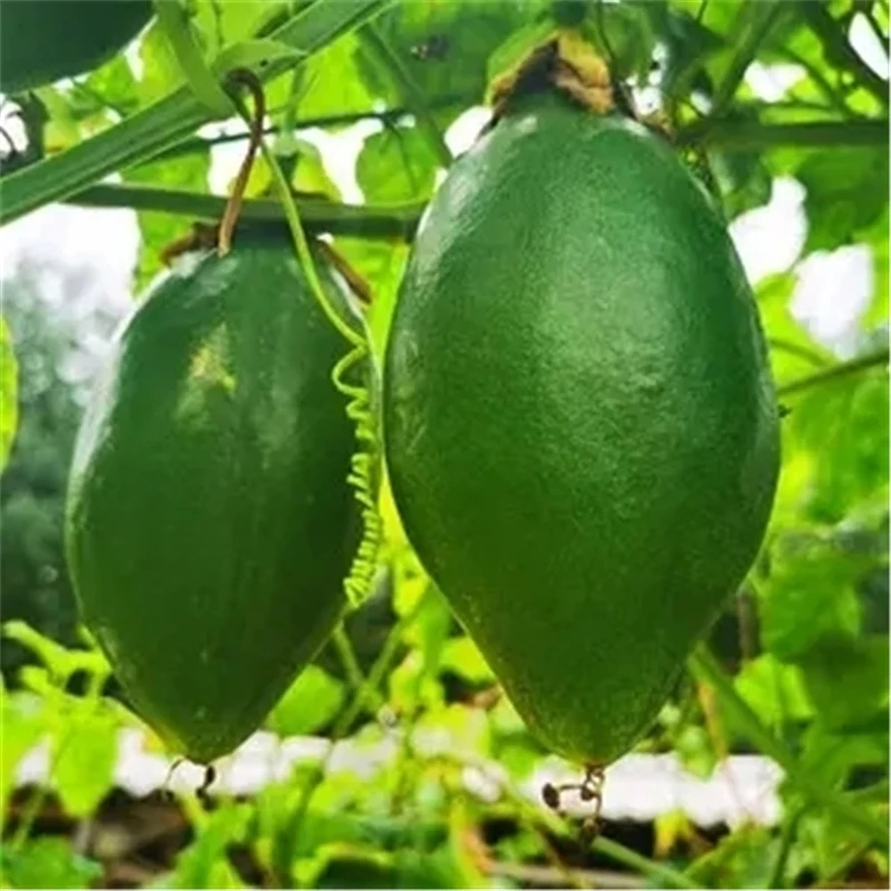 Sideboard Furniture for Fruits Flowers Papaya Plant