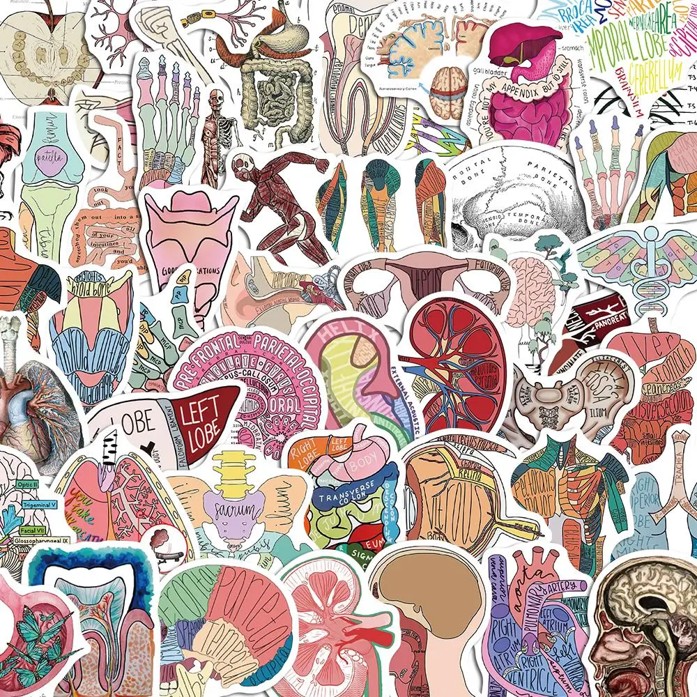 10/50PCS Anatomy Education Stickers Pack DIY Skateboard Diary Motorcycle Suitcase Stationery Decals Decor Phone Laptop Toys 10 50pcs jurassic world signs stickers pack diy skateboard diary motorcycle suitcase stationery decals decor phone laptop toys