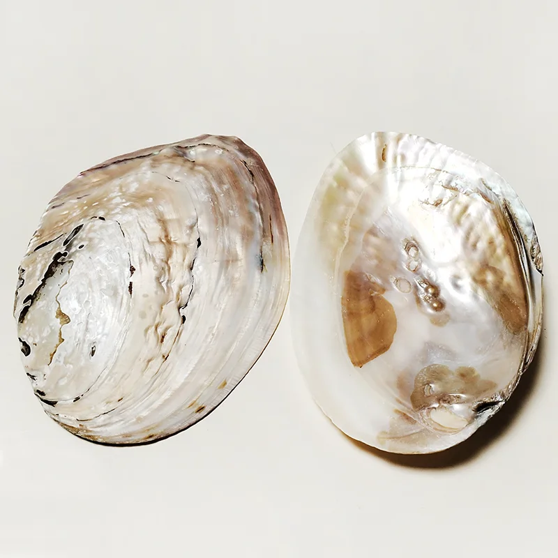 Guscio Bianco Naturale Madreperla Perle Di Conchiglia All'ingrosso - Foto 2