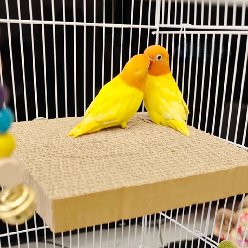 لعبة تمزيق ومضغ للطيور مع منصة جثم من الفلين | متج...