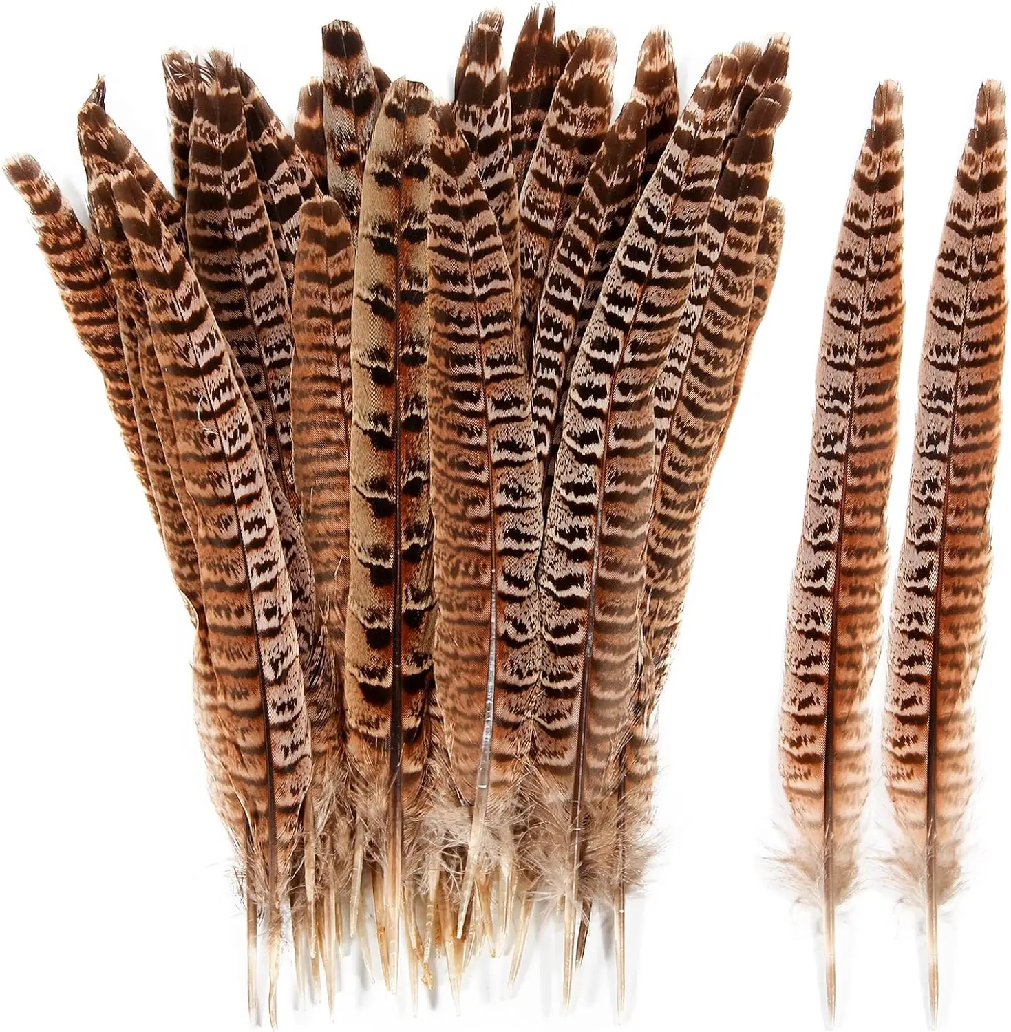 

50pcs Female Ringneck Pheasant Tails Feathers Natural Feathers 8-14inch20-35cm Festival Party Performance DIY Crafts Decoration