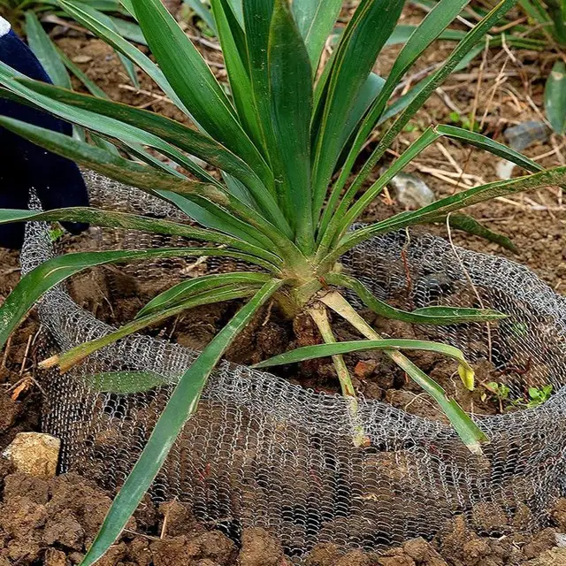 Gyökérvédő Kosarak A Növényekhez Rozsdamentes Acélból Származó Gyökérhuzal Kosár Nagy Teherbírású Növényvédő Újrahasznosítható Állatok - Image 3