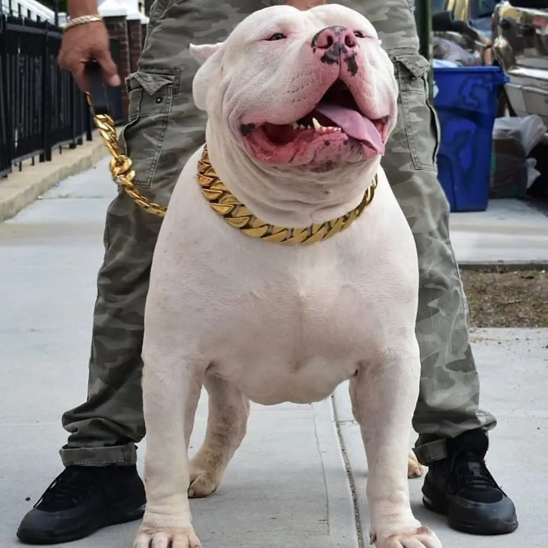 37cm Dog Gold Chain Acrylic Chain Buckle Teddy Pug Pug Small and Medium Dog Collar Pet Necklace Jewelry dog collar pet collar pet necklace