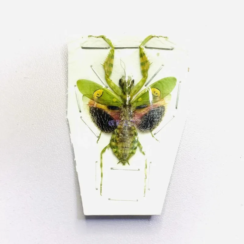 Creobroter Gemmatus Real Insect Mantis Specimens DIY Crafts Collection Exhibition Home Decoration Teaching Observation 2
