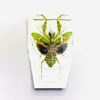 Creobroter Gemmatus Real Insect Mantis Specimens DIY Crafts Collection Exhibition Home Decoration Teaching Observation 2