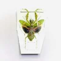Creobroter Gemmatus Real Insect Mantis Specimens DIY Crafts Collection Exhibition Home Decoration Teaching Observation 2