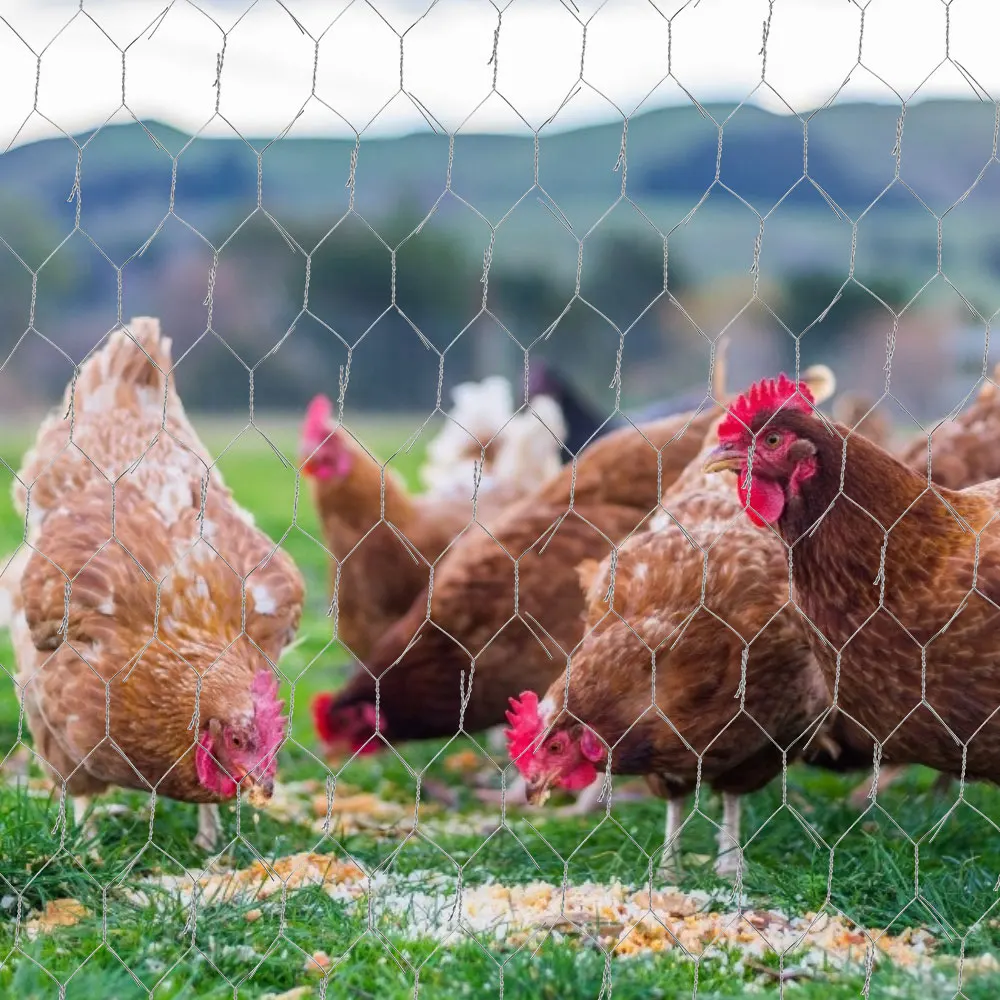 Metal Chicken Wire Mesh Fence Netting for Garden and Animal Protection