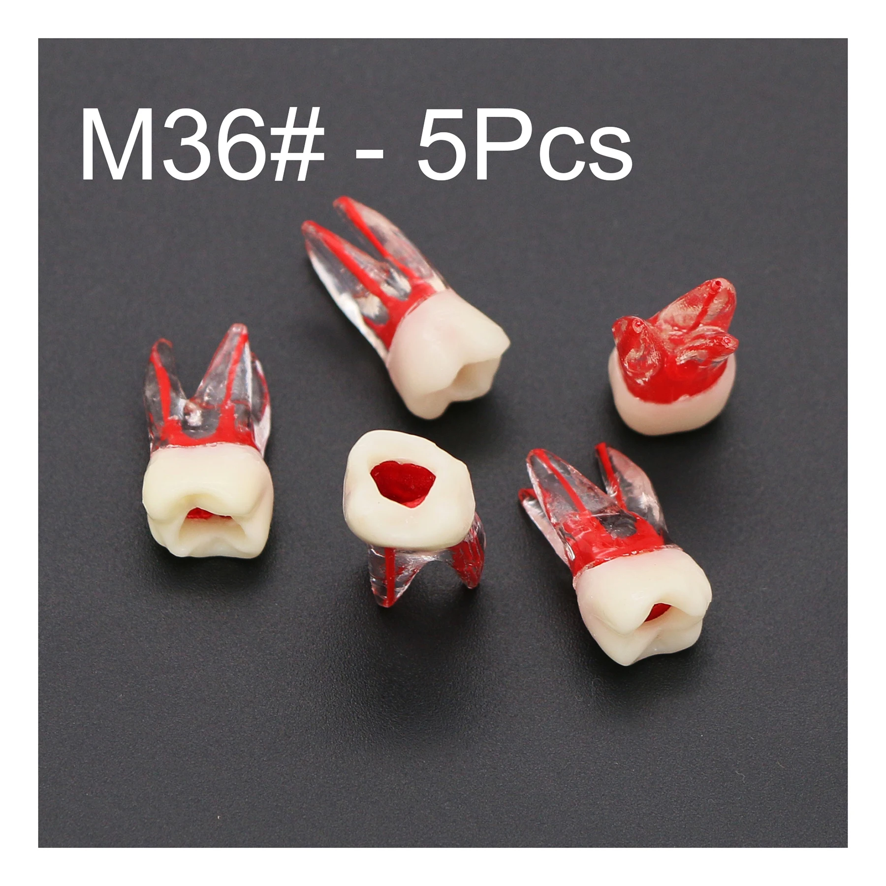 5pcs Dental Root Canal Pulp Cavity Practice Endodontic Pulpopened Rct