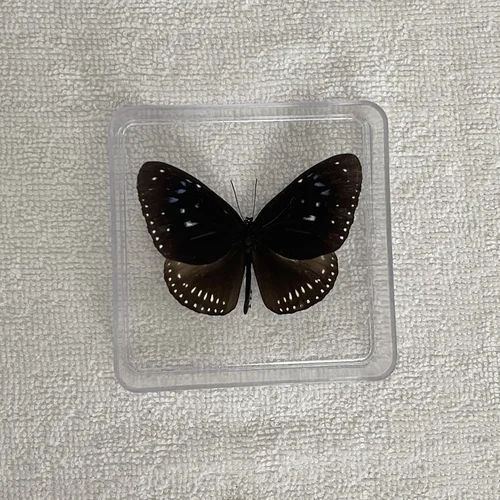 Butterfly Specimen Real Butterfly Specimen Insect Specimen Butterfly Shooting Props DIV Student Teaching Transparent Box Pack 