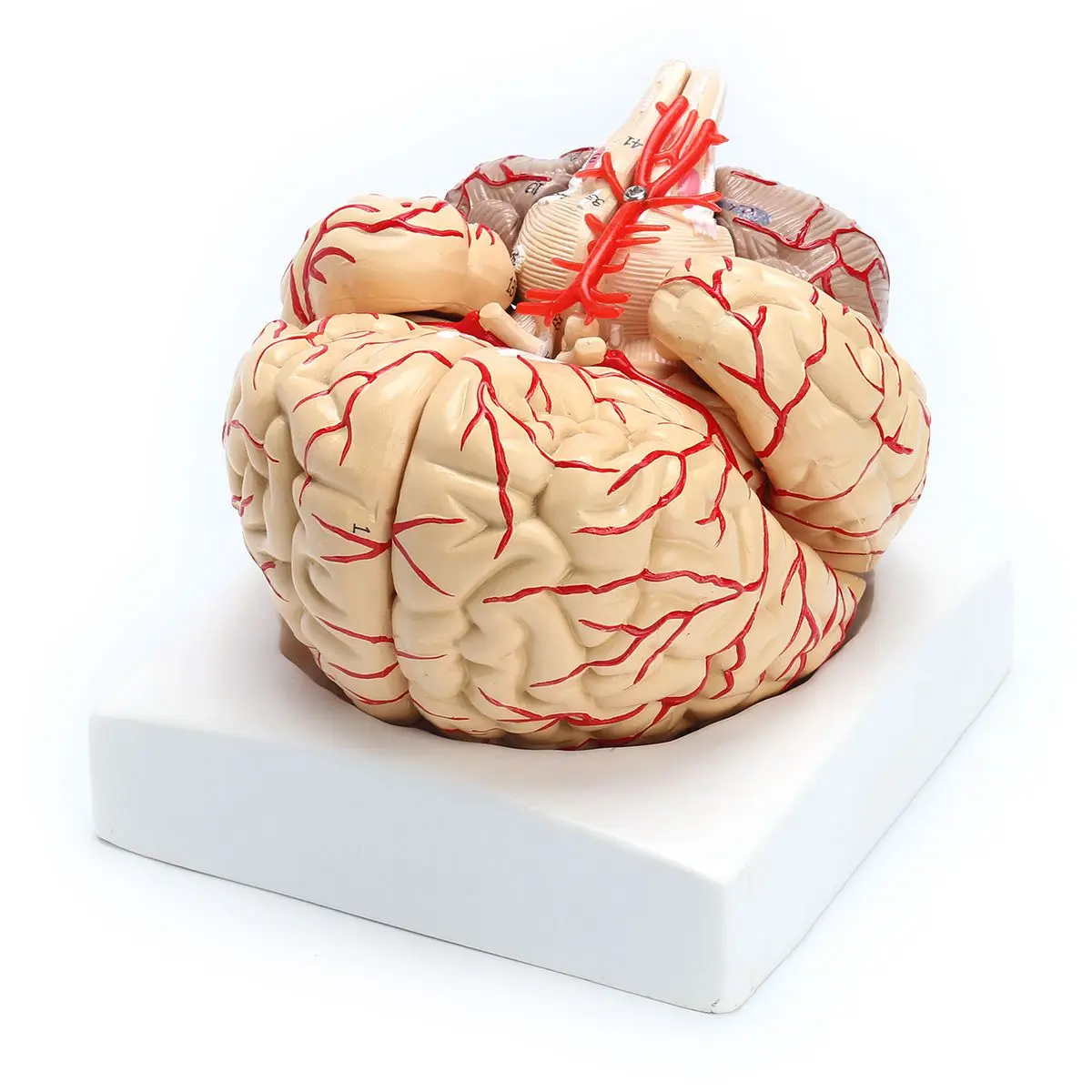 

1: 1 Life Size Human Anatomical Brain Pro Dissection Organ Teaching Model