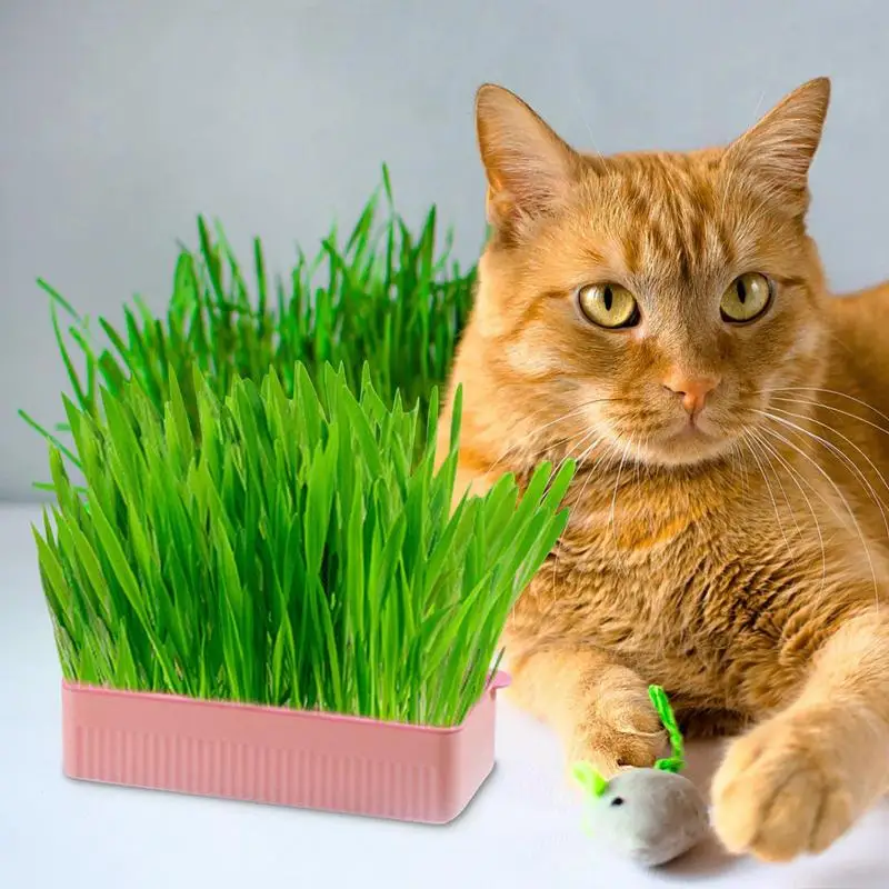 SelfWateringCatGrassKitHydroponicCatsGrassBoxCatsSnackTray