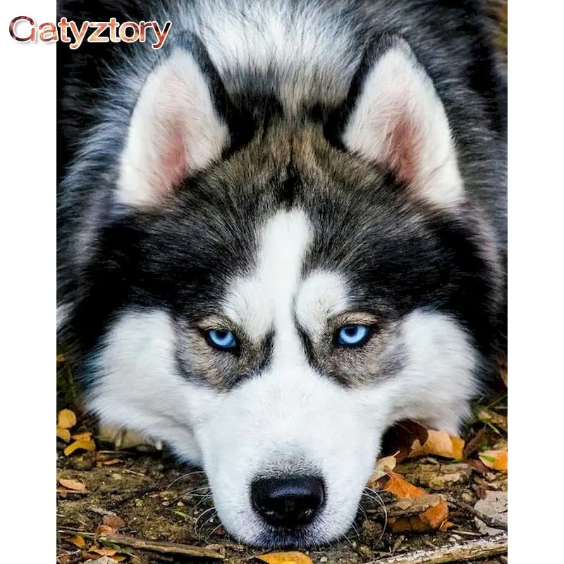 

GATYZTORY Husky, масло в виде животного для взрослых и детей, 60x75 см, рамка на холсте, ручная работа, подарок, украшения для дома