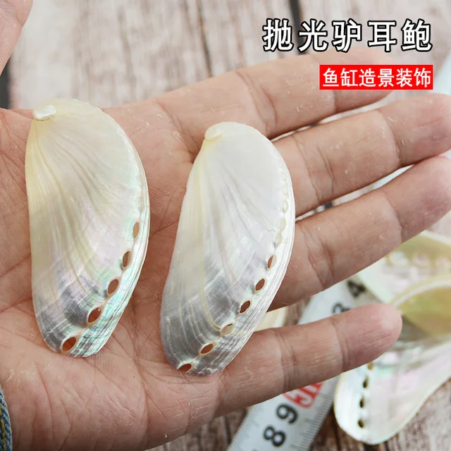 6-8cm /6PCS Abalone Shell Natural Conch Abalone Shell Polished Shell Props Fish Tank Landscaping Aquarium Decoration DIY Jewelry 3