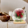 Micro Landscape Ecological Bottle Terrarium Glass Florarium Plants for Flower Pot Succulent Vase Flowers 4