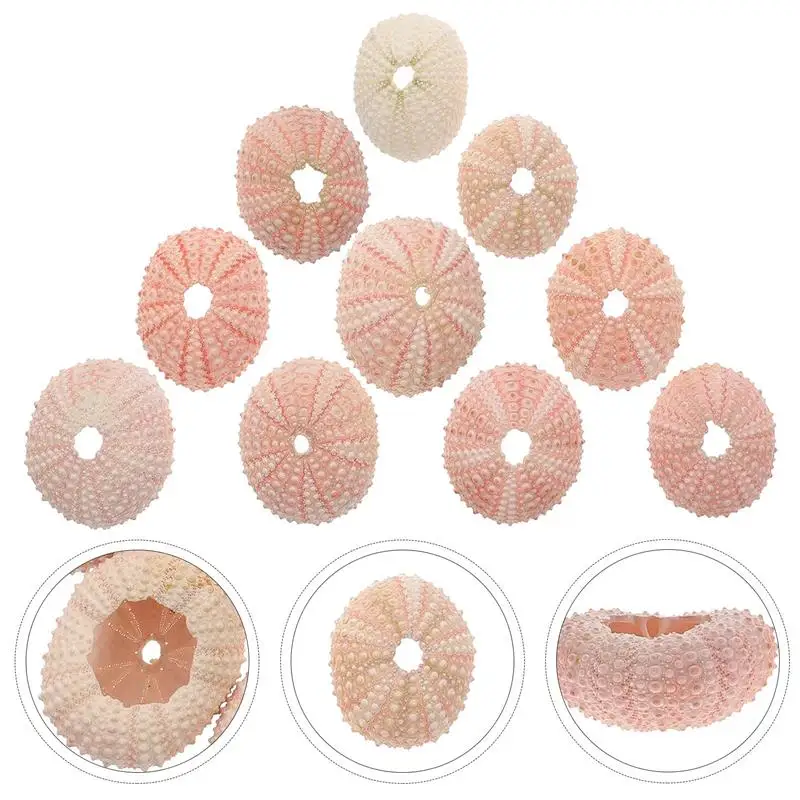 Natural shell ornaments 10pcs Sea Succulent Natural Sea Urchinsers Beach Urchins Succulent Decorations Aquarium Crafts Ocean Gift