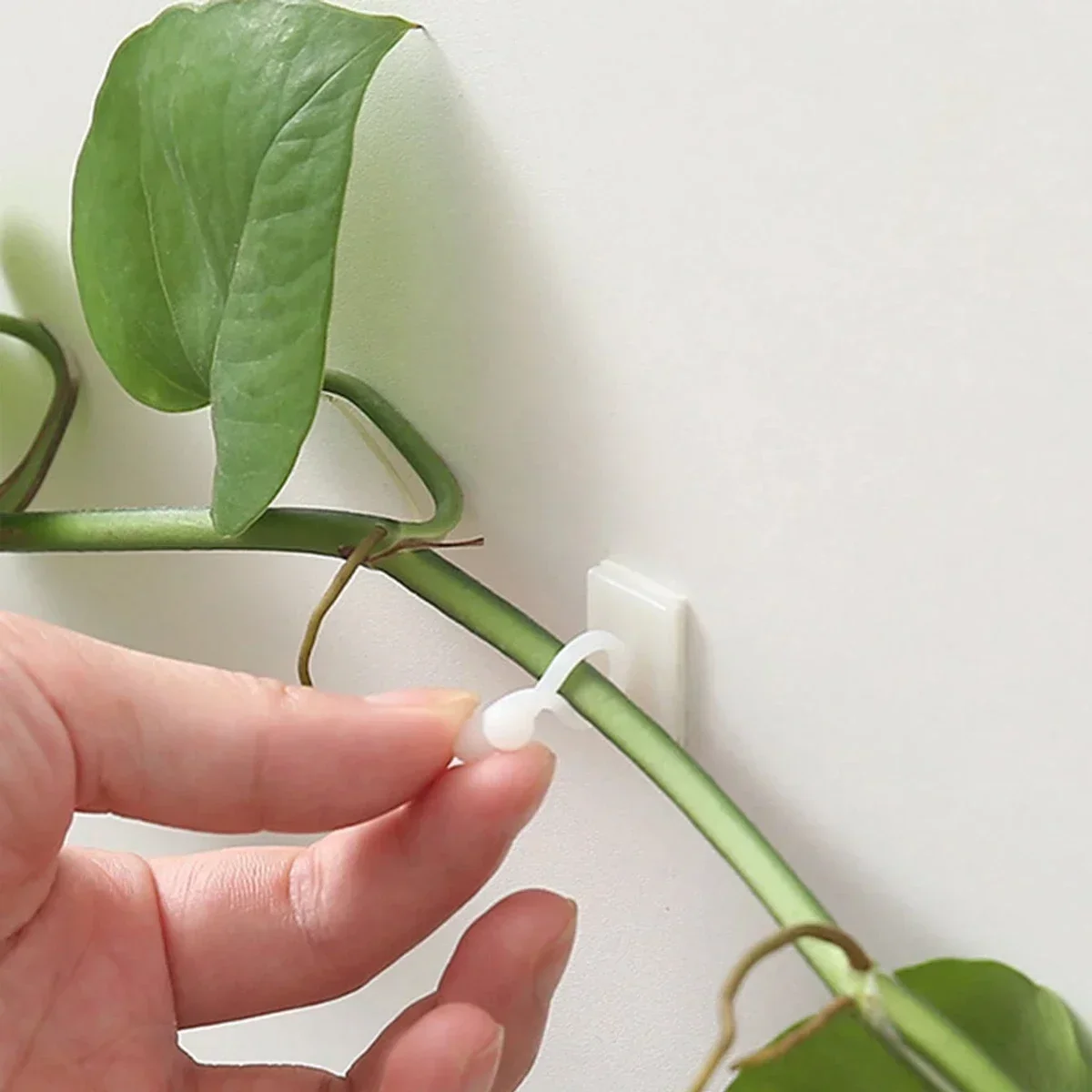 Home Garden Accessories Fixator Plant
