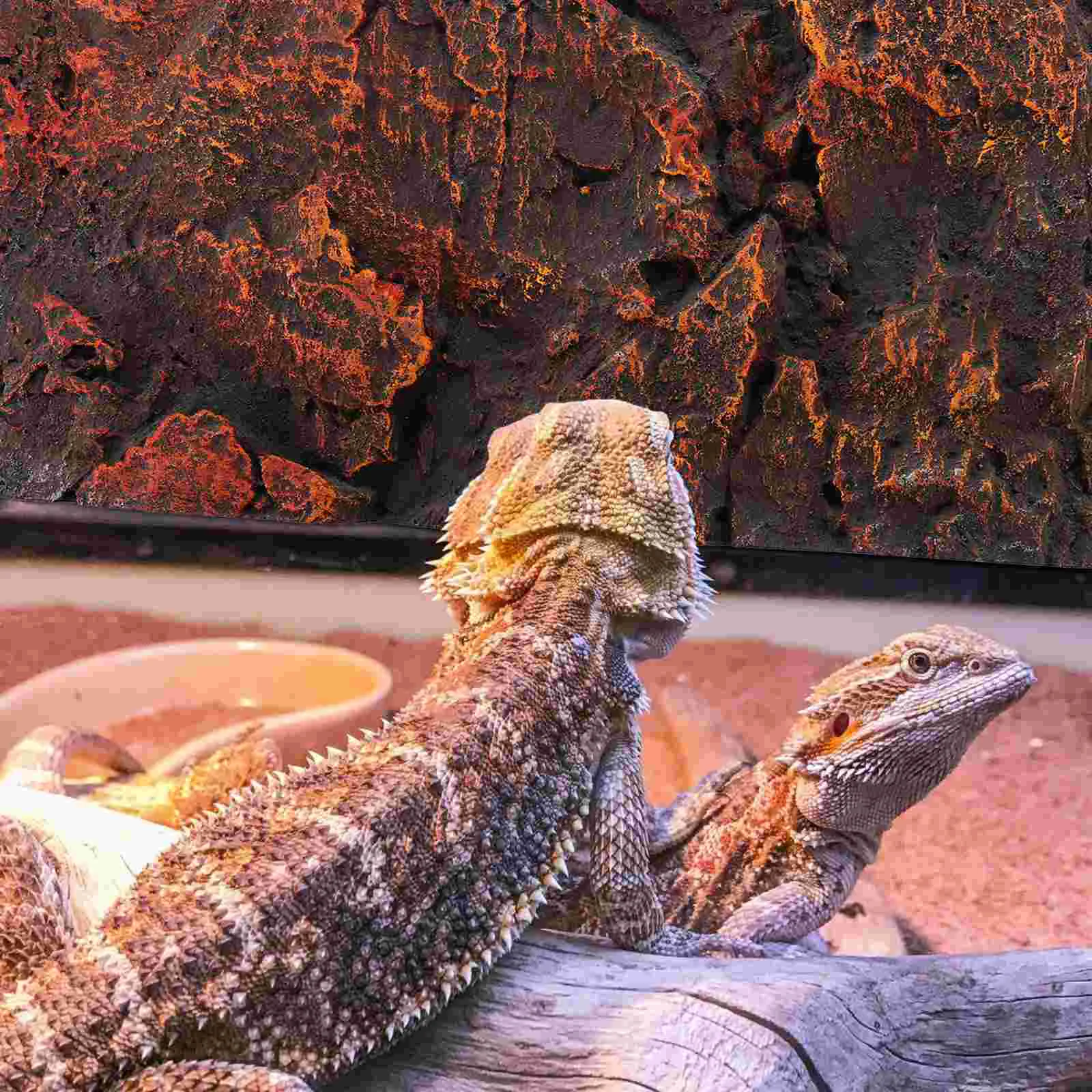 Bearded Dragon Tank Background