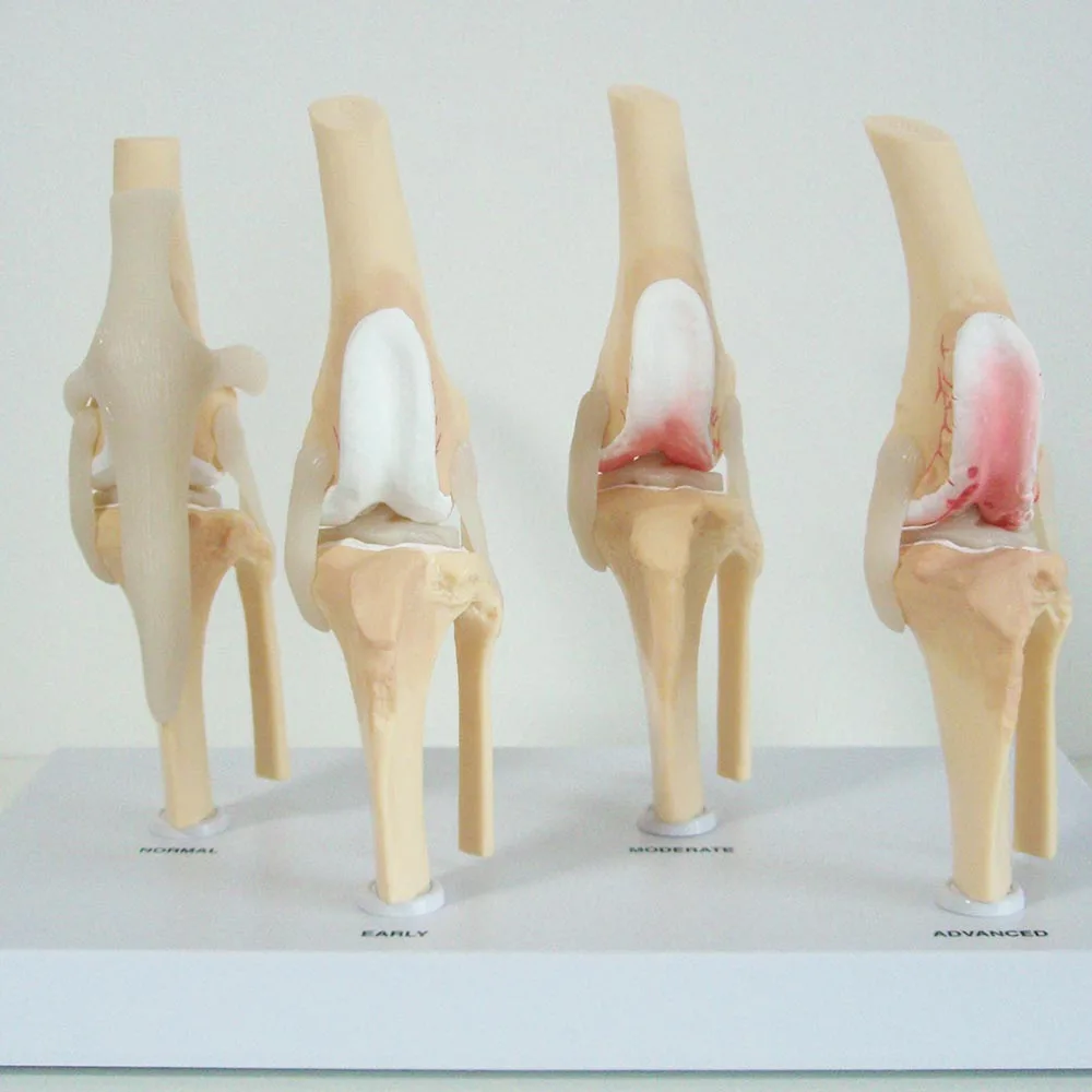 Canine Knee joint Model Dog Joint model Life Size PVC Material Medical Science Artificial Anatomic Model