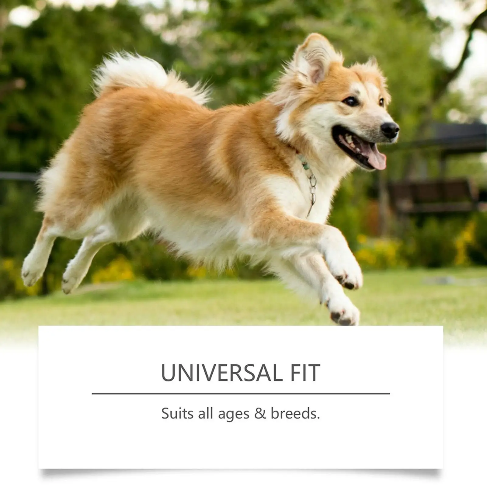 Dog Gut Health Supplement 200g Healthy Skin Care Soft Treats Dogs Digestive Health Soft Chews For After Meal Seasonal Changes