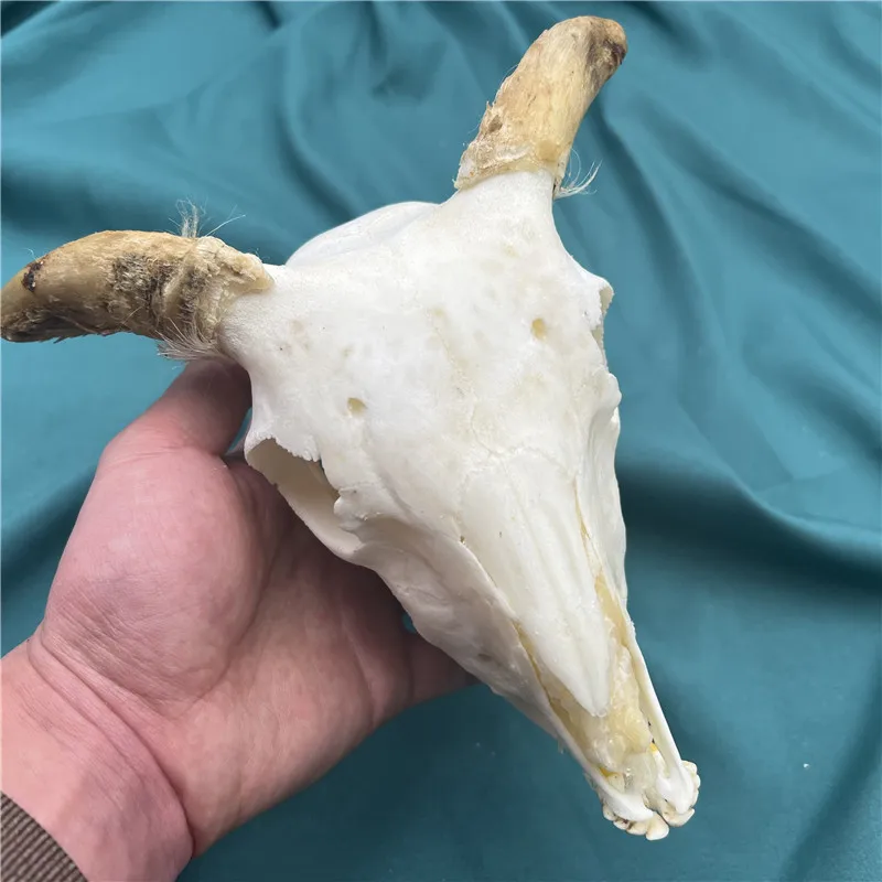 1pcs real sheep skull collection animal skull specimen teaching model home collection 4