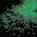 Dark green