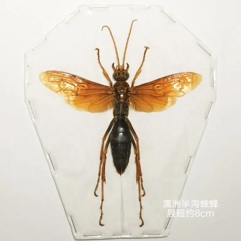 Real Insect Specimen Beetle Scarabaeidae Hornet Ants Student Observation Handicraft Collection Gift Home Decoration Taxidermy 2